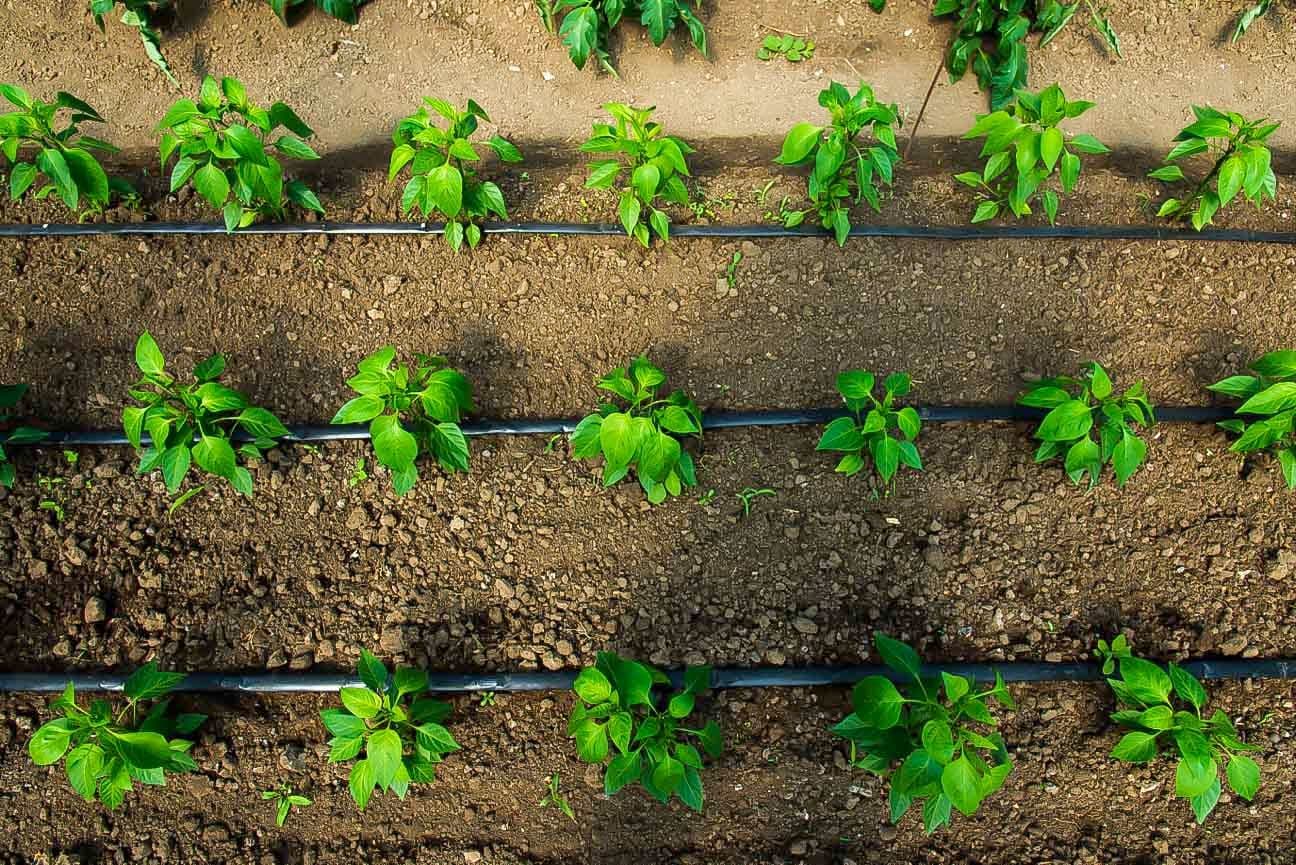 Drip Irrigation