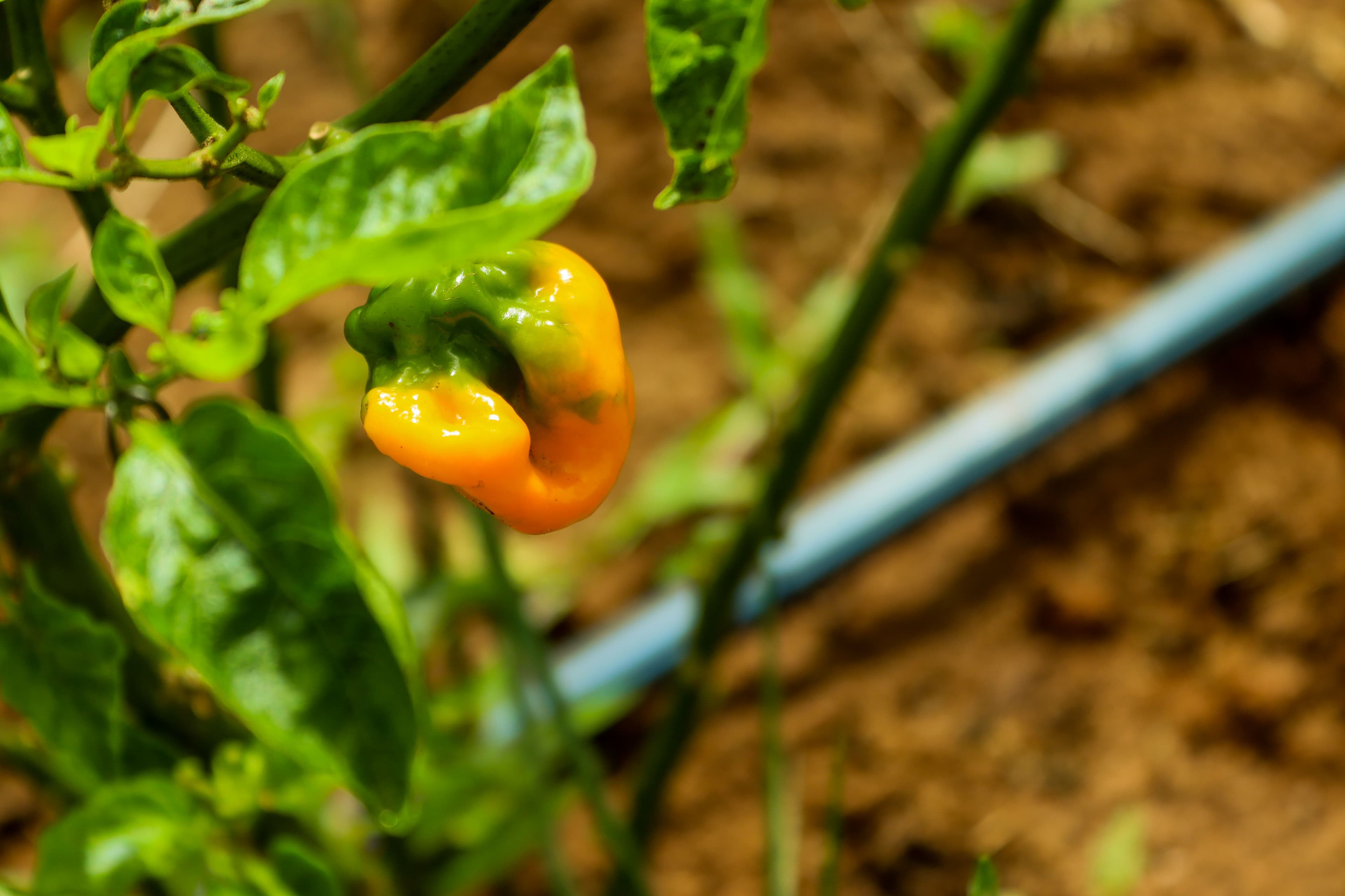 Drip Irrigation